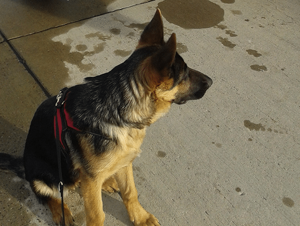 Ayko, einer unserer Bürohunde