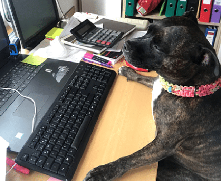 Raja, einer unserer Bürohunde